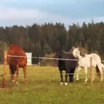 Na Dziole