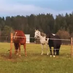 Na Dziole Farma *